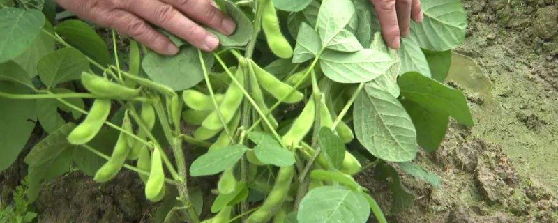毛豆苗为什么会烂根 豆苗烂根是怎么回事
