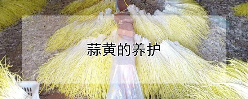 蒜黄的养护（养蒜黄的方法）