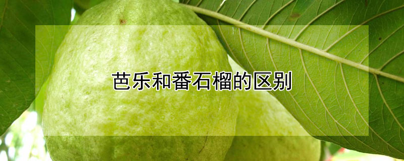 芭乐和番石榴的区别（芭乐与石榴的区别）