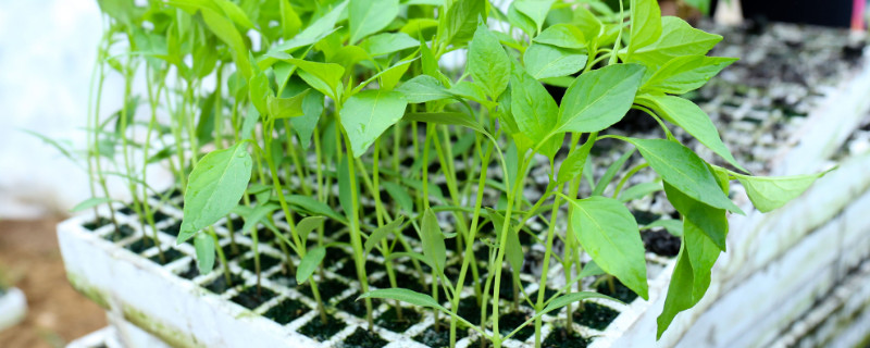 辣椒苗没了叶子怎么救 辣椒苗没了叶子怎么救活
