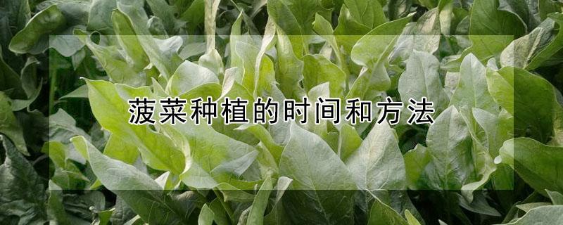 菠菜种植的时间和方法 菠菜种植的时间和方法图片