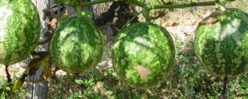 吊瓜的种植方法及管理（吊瓜的种植方法及管理视频）