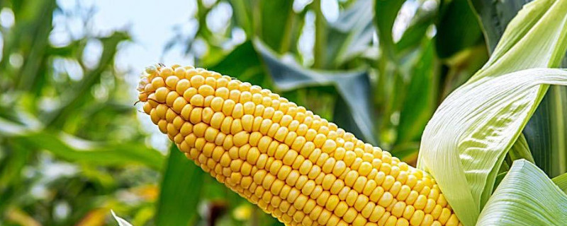 玉米的种植方法 玉米的种植方法和注意事项