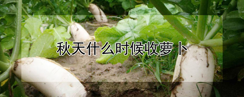 秋天什么时候收萝卜 秋天什么时候收萝卜苗