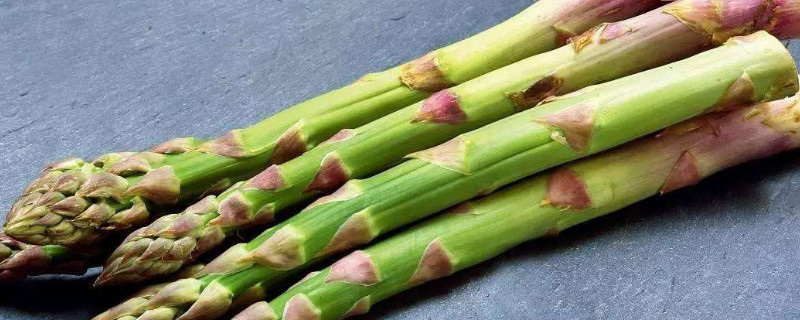 芦笋可以水培种植吗（芦笋可以水培种植吗视频）