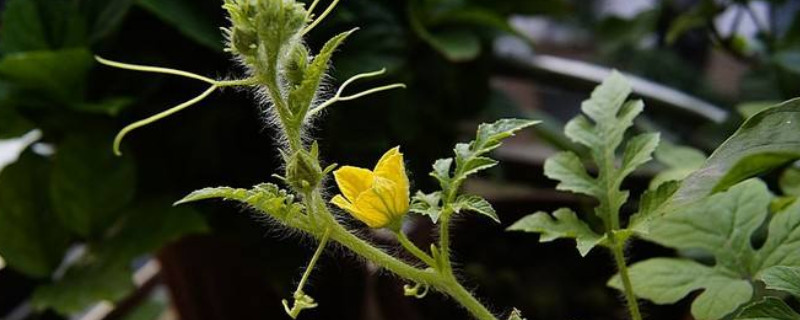 西瓜苗什么时候打头 西瓜苗什么时候摘头