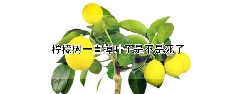 柠檬树一直掉叶子是不是死了 柠檬树一直掉叶子是不是死了呢