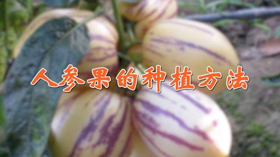 人参果的种植方法 人参果的种植方法视频