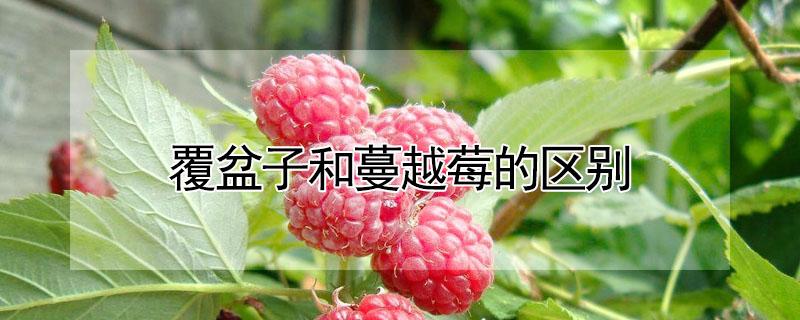 覆盆子和蔓越莓的区别（覆盆子和蔓越莓的区别图片）