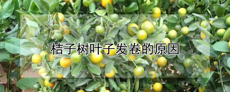 桔子树叶子发卷的原因 桔子树叶子发卷的原因有哪些