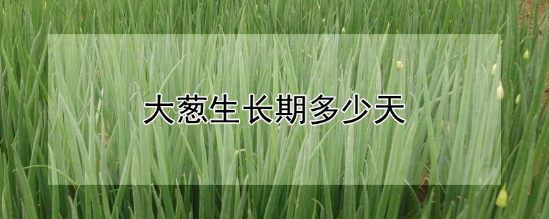 大葱生长期多少天（铁杆大葱生长期多少天）