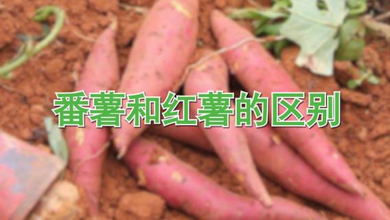 番薯和红薯的区别是什么 番薯跟红薯的区别