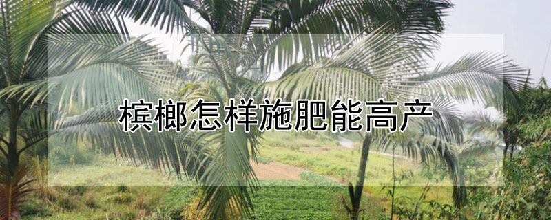 槟榔怎样施肥能高产 槟榔怎样施肥能高产反季节