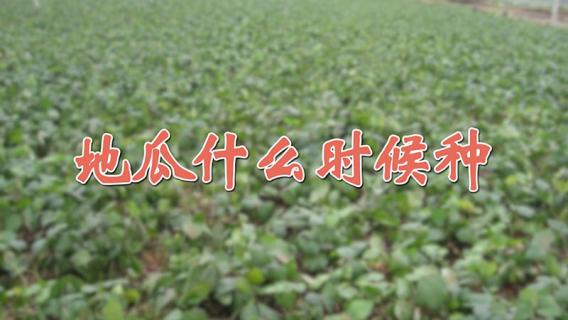 地瓜什么时候种 地瓜种子什么时候种植最好