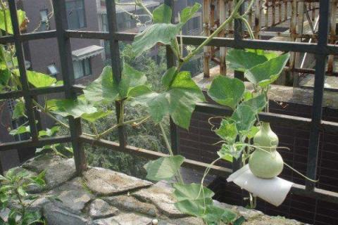 盆栽葫芦架子怎么搭