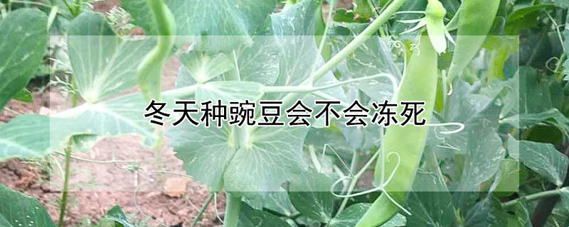 冬天种豌豆会不会冻死 香豌豆冬天会冻死吗