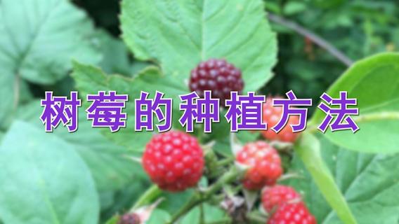 树莓的种植方法（树莓的种植方法和管理）