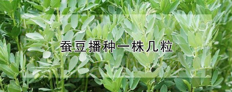 蚕豆播种一株几粒（蚕豆播种一株几粒种子）
