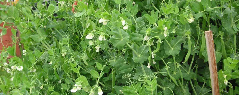 荷兰豆怎么种长得好（荷兰豆怎么种长的好）