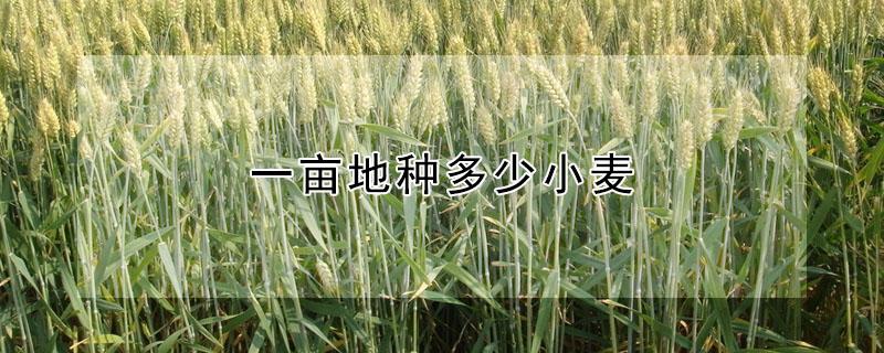 一亩地种多少小麦（一亩地种多少小麦）