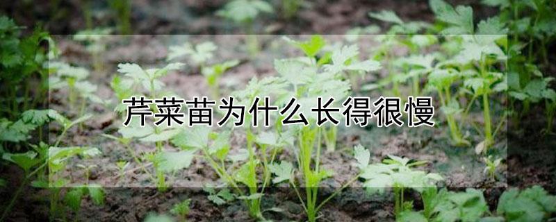 芹菜苗为什么长得很慢 芹菜幼苗长得慢怎么办