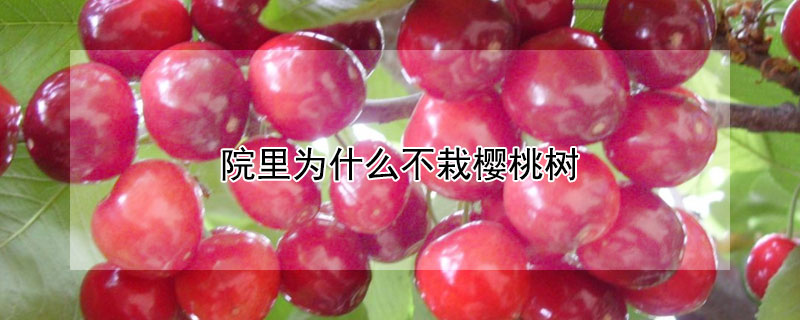 院里为什么不栽樱桃树（院子里为什么不能种樱桃树）