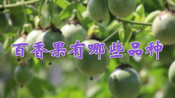 百香果有哪些品种 黄金百香果有哪些品种