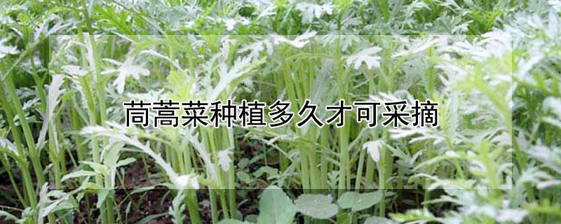 茼蒿菜种植多久才可采摘 茼蒿怎么种植和采收