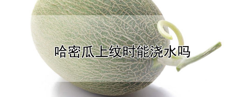 哈密瓜上纹时能浇水吗 哈密瓜上纹时能浇水吗视频