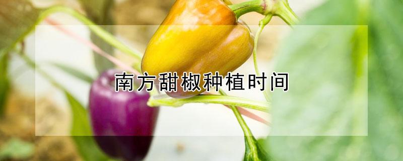 南方甜椒种植时间（南方甜椒种植时间及技术要点）