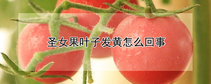 圣女果叶子发黄怎么回事 盆栽圣女果叶子变黄了