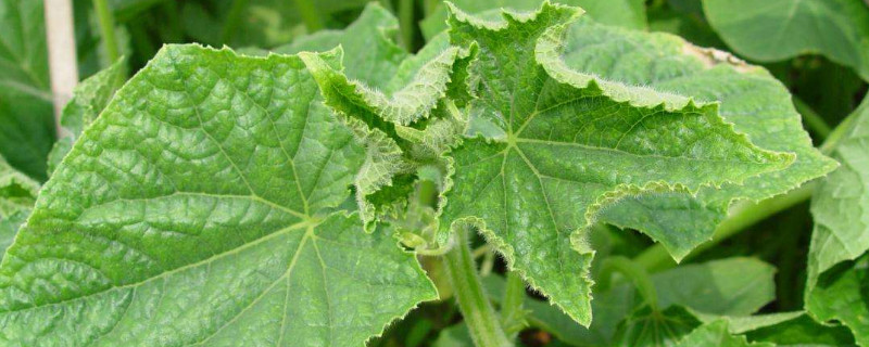 黄瓜苗怎么管理（黄瓜苗怎么管理施肥）
