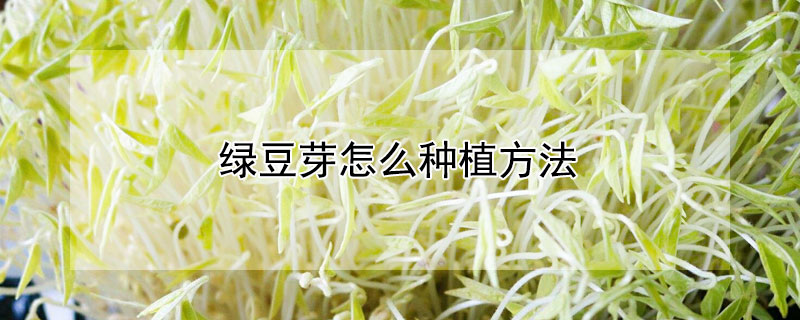 绿豆芽怎么种植方法（绿豆芽怎么种植方法如下）