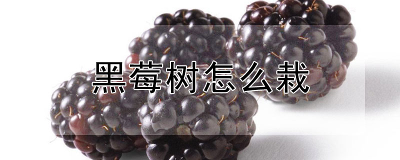 黑莓树怎么栽 黑莓树怎么栽种