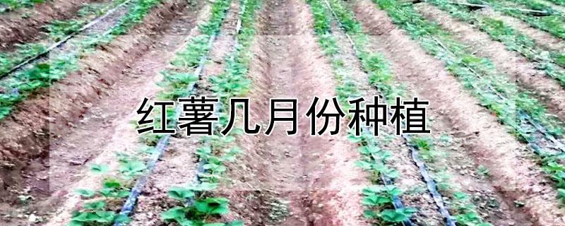 红薯几月份种植 红薯什么时候种植