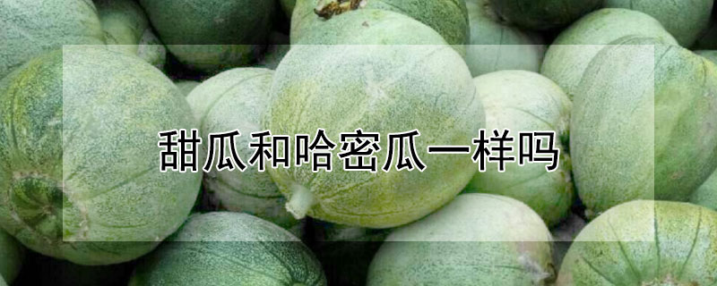 甜瓜和哈密瓜一样吗 甜瓜和哈密瓜一样吗