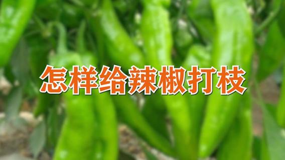 怎样给辣椒打枝 怎样给辣椒打枝条视频