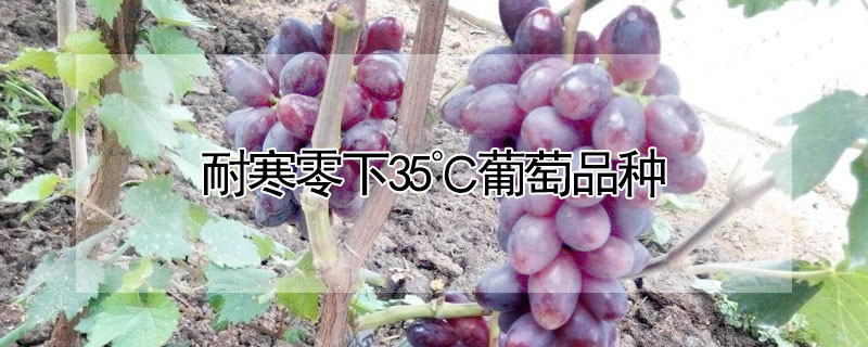耐寒零下35℃葡萄品种 耐寒零下35℃葡萄苗