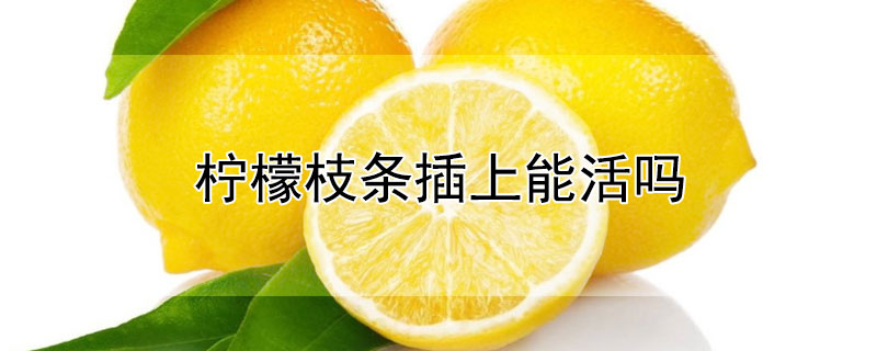 柠檬枝条插上能活吗（柠檬枝条插上能活吗）