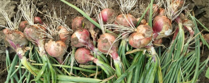 圆葱种植方法与时间植技术 圆葱种植方法与时间植技术一一