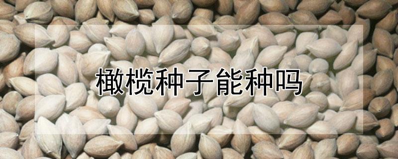 橄榄种子能种吗 橄榄的种子可以种吗