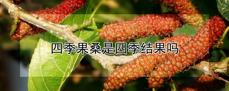 四季果桑是四季结果吗 四季长果桑真能四季结果吗