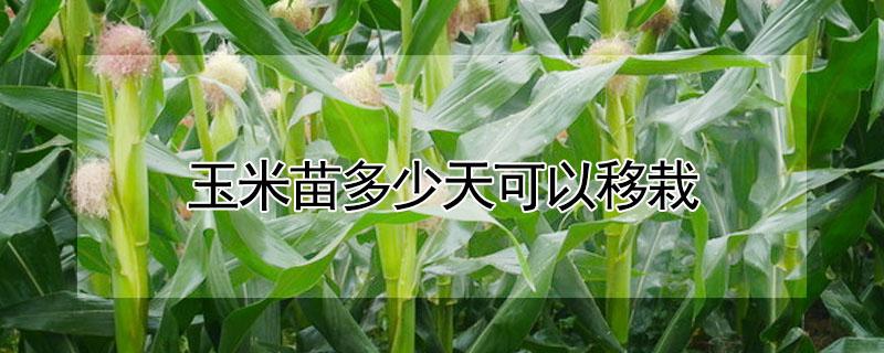 玉米苗多少天可以移栽（玉米移栽苗龄多少天）