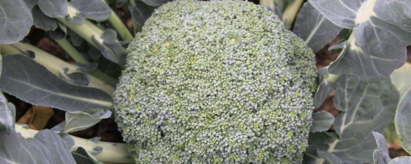 西兰花可以移栽吗（栽西兰花怎么栽）