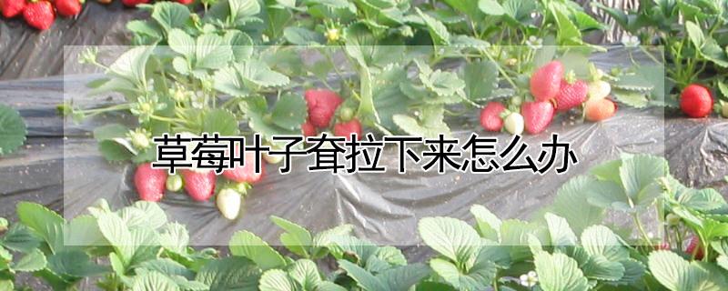 草莓叶子耷拉下来怎么办 草莓叶子耷拉下来怎么办呢