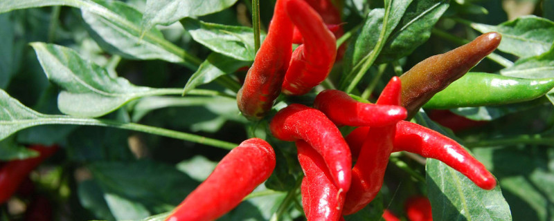 怎样种植辣椒 怎样种植辣椒苗