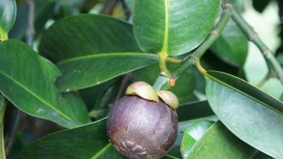 山竹长在哪里（山竹长在哪里的图片）