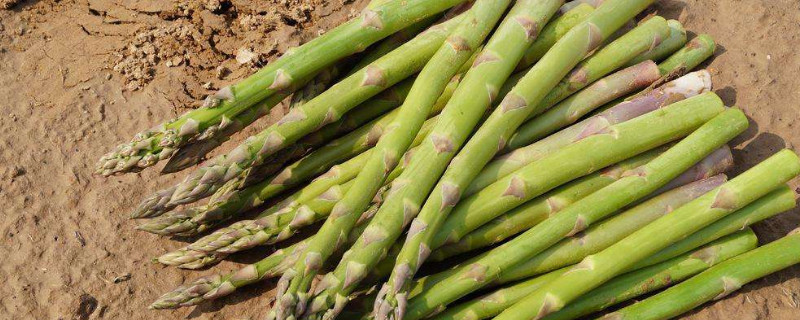 芦笋什么时候收割 芦笋什么时候收割最佳