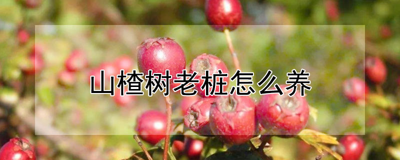 山楂树老桩怎么养（山楂树老桩怎么养护）