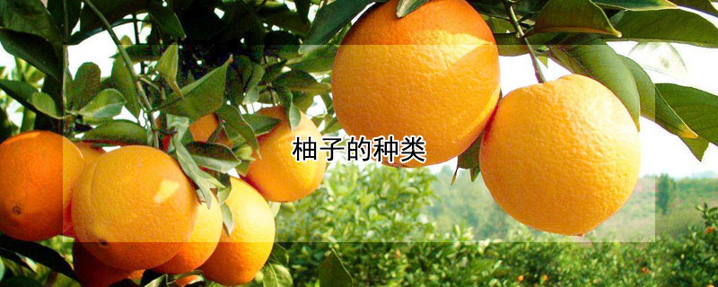 柚子的种类（柚子的种类及图片）